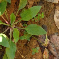 Plantago asiatica L.